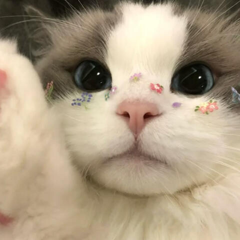 ragdoll cat